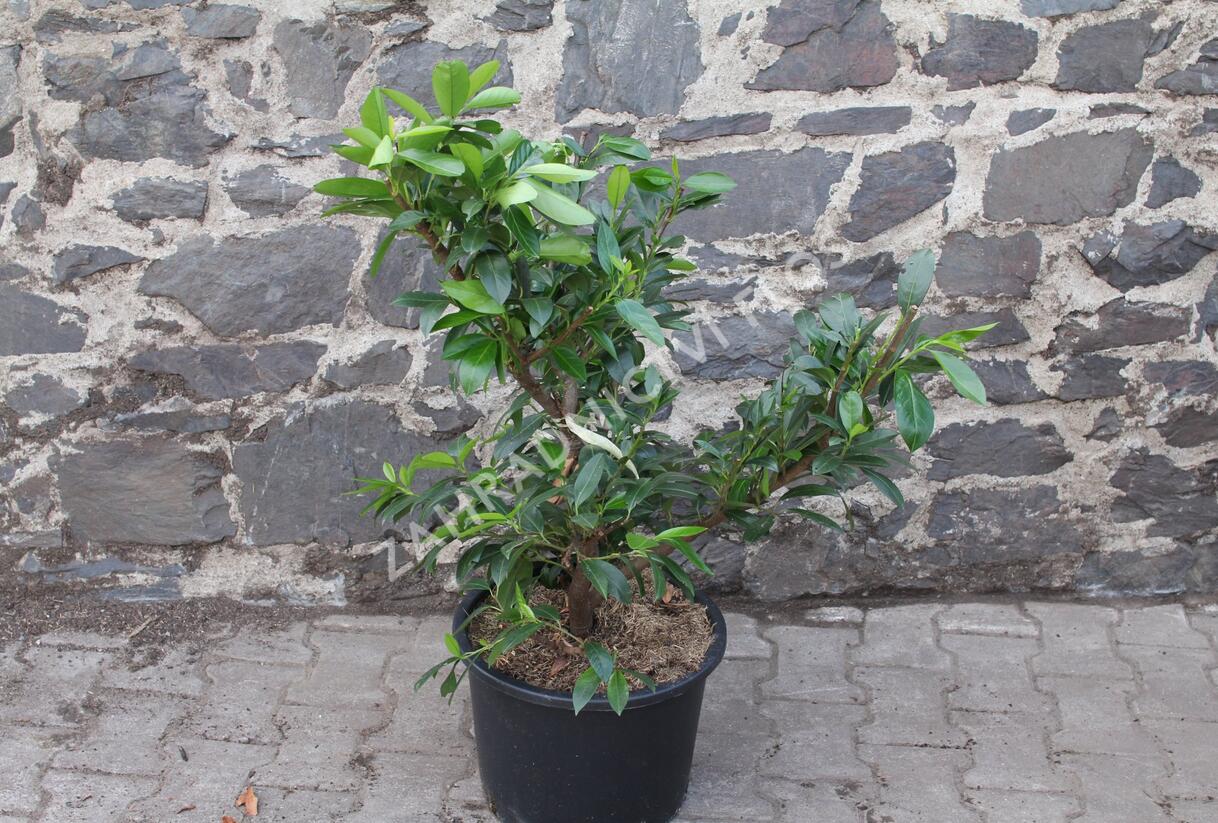 Bobkovišeň lékařská 'Van Nes' - Prunus laurocerasus 'Van Nes'