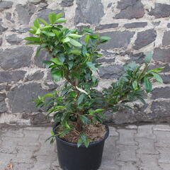 Bobkovišeň lékařská 'Van Nes' - Prunus laurocerasus 'Van Nes'