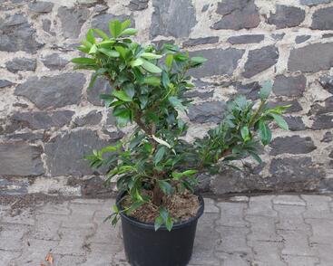 Bobkovišeň lékařská 'Van Nes'