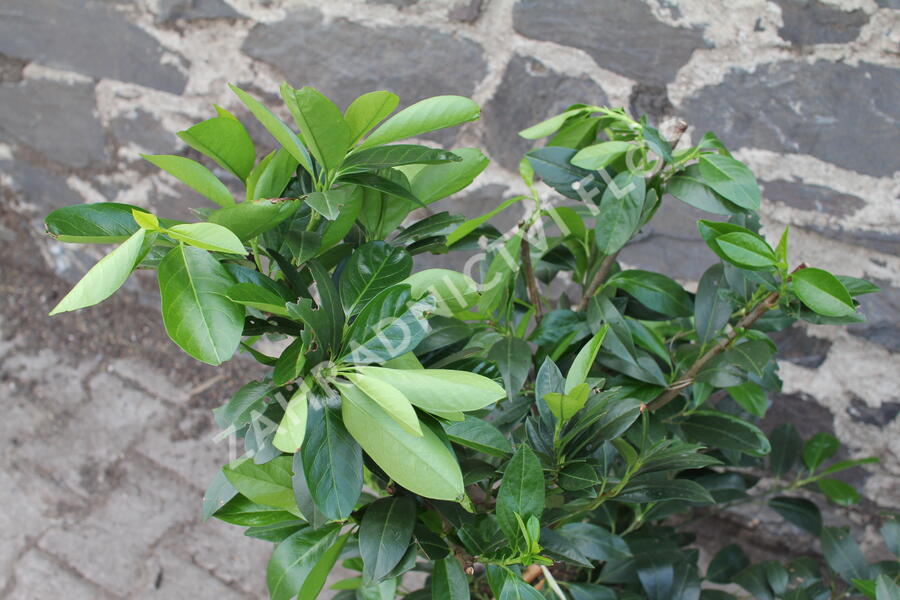 Bobkovišeň lékařská 'Van Nes' - Prunus laurocerasus 'Van Nes'