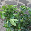 Bobkovišeň lékařská 'Van Nes' - Prunus laurocerasus 'Van Nes'