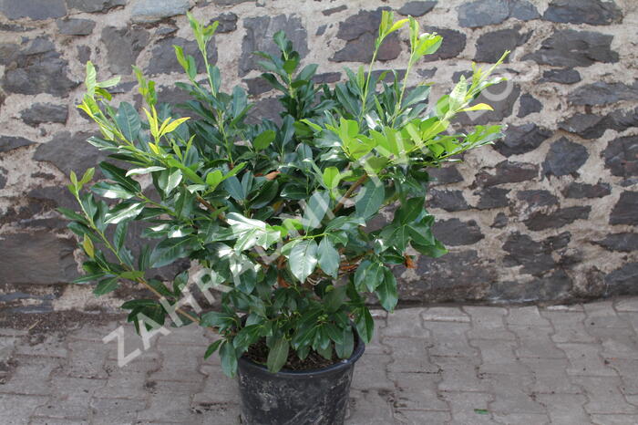 Bobkovišeň lékařská 'Mischeana' - Prunus laurocerasus 'Mischeana'