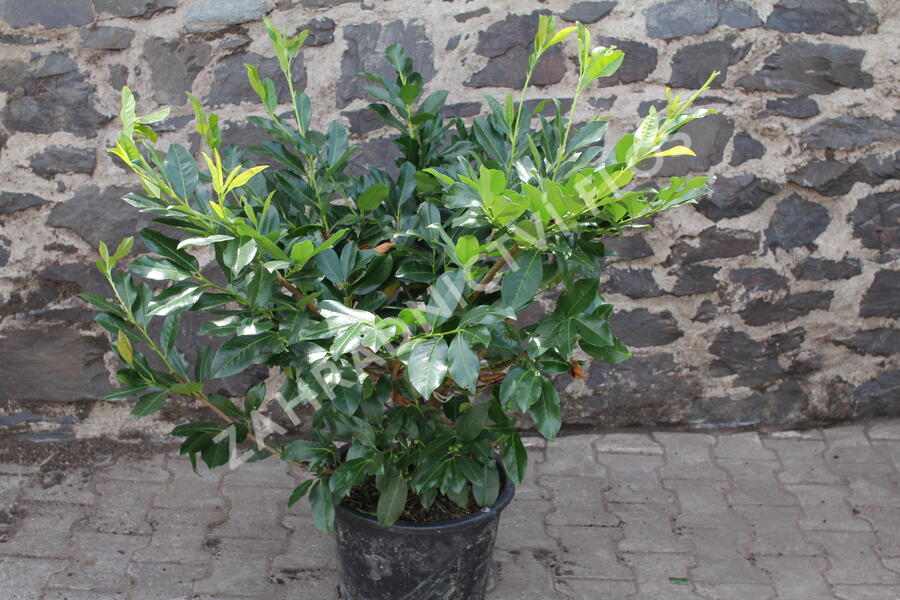 Bobkovišeň lékařská 'Mischeana' - Prunus laurocerasus 'Mischeana'