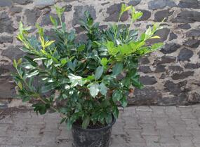 Bobkovišeň lékařská 'Mischeana' - Prunus laurocerasus 'Mischeana'