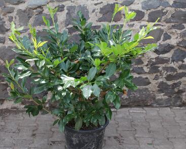 Bobkovišeň lékařská 'Mischeana'