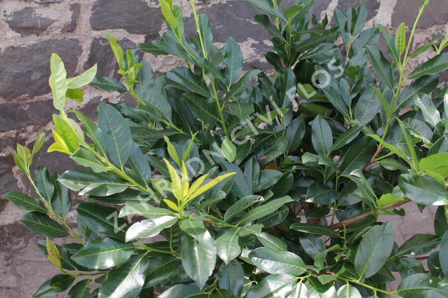 Bobkovišeň lékařská 'Mischeana' - Prunus laurocerasus 'Mischeana'