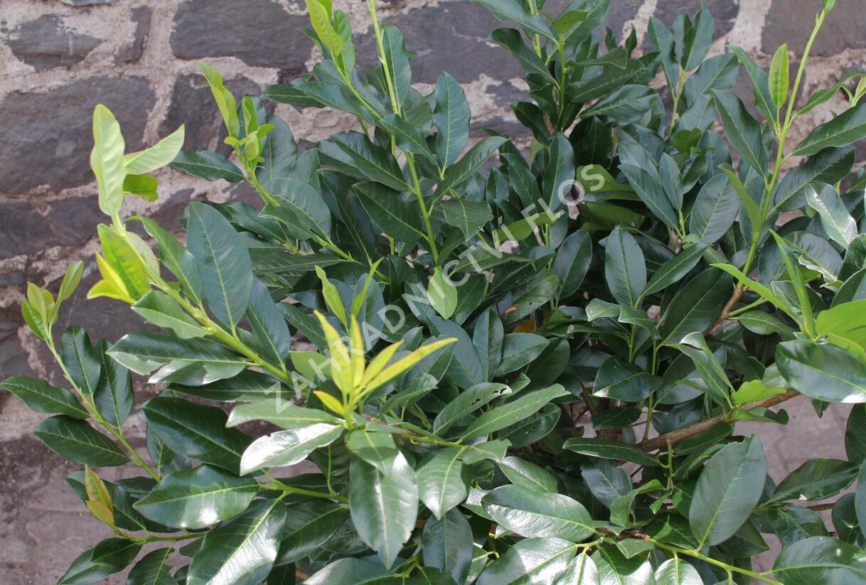 Bobkovišeň lékařská 'Mischeana' - Prunus laurocerasus 'Mischeana'