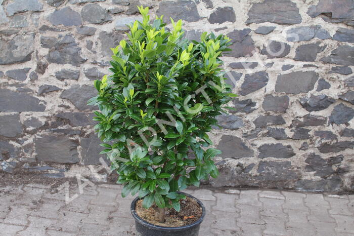 Bobkovišeň lékařská 'Josa' - Prunus laurocerasus 'Josa'