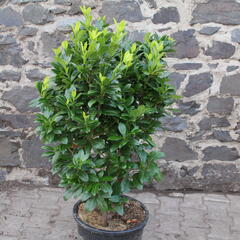 Bobkovišeň lékařská 'Josa' - Prunus laurocerasus 'Josa'