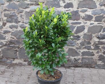 Bobkovišeň lékařská 'Josa'