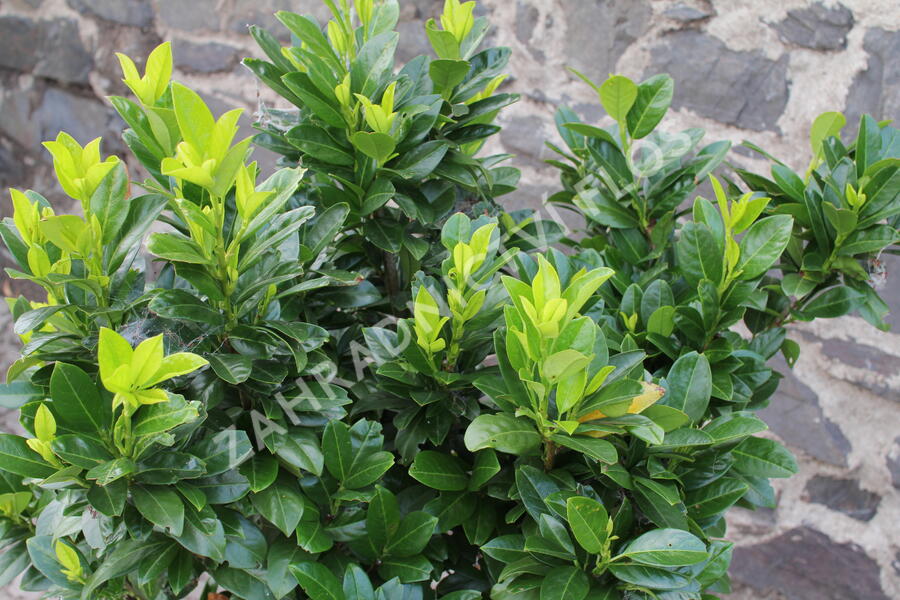 Bobkovišeň lékařská 'Josa' - Prunus laurocerasus 'Josa'