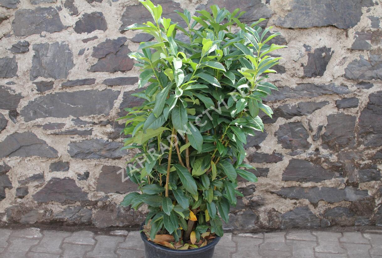 Bobkovišeň lékařská 'Genolia' ('Mariblon') - Prunus laurocerasus 'Genolia' ('Mariblon')