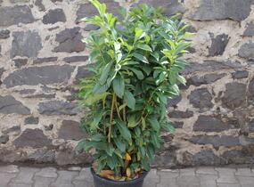 Bobkovišeň lékařská 'Genolia' ('Mariblon') - Prunus laurocerasus 'Genolia' ('Mariblon')