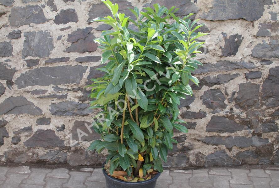 Bobkovišeň lékařská 'Genolia' ('Mariblon') - Prunus laurocerasus 'Genolia' ('Mariblon')