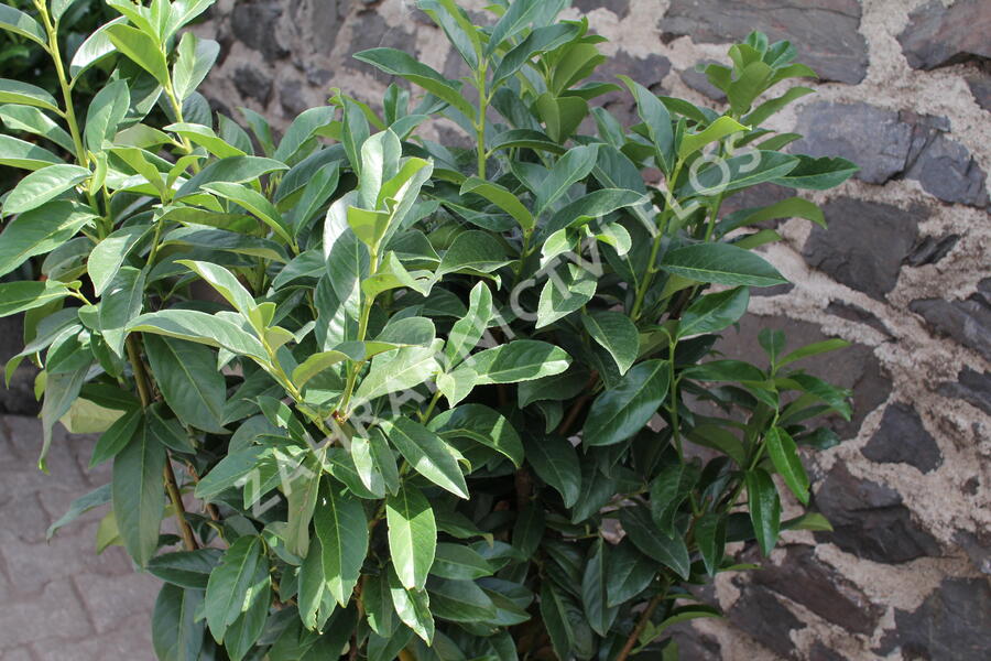 Bobkovišeň lékařská 'Genolia' ('Mariblon') - Prunus laurocerasus 'Genolia' ('Mariblon')