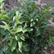 Bobkovišeň lékařská 'Genolia' ('Mariblon') - Prunus laurocerasus 'Genolia' ('Mariblon')