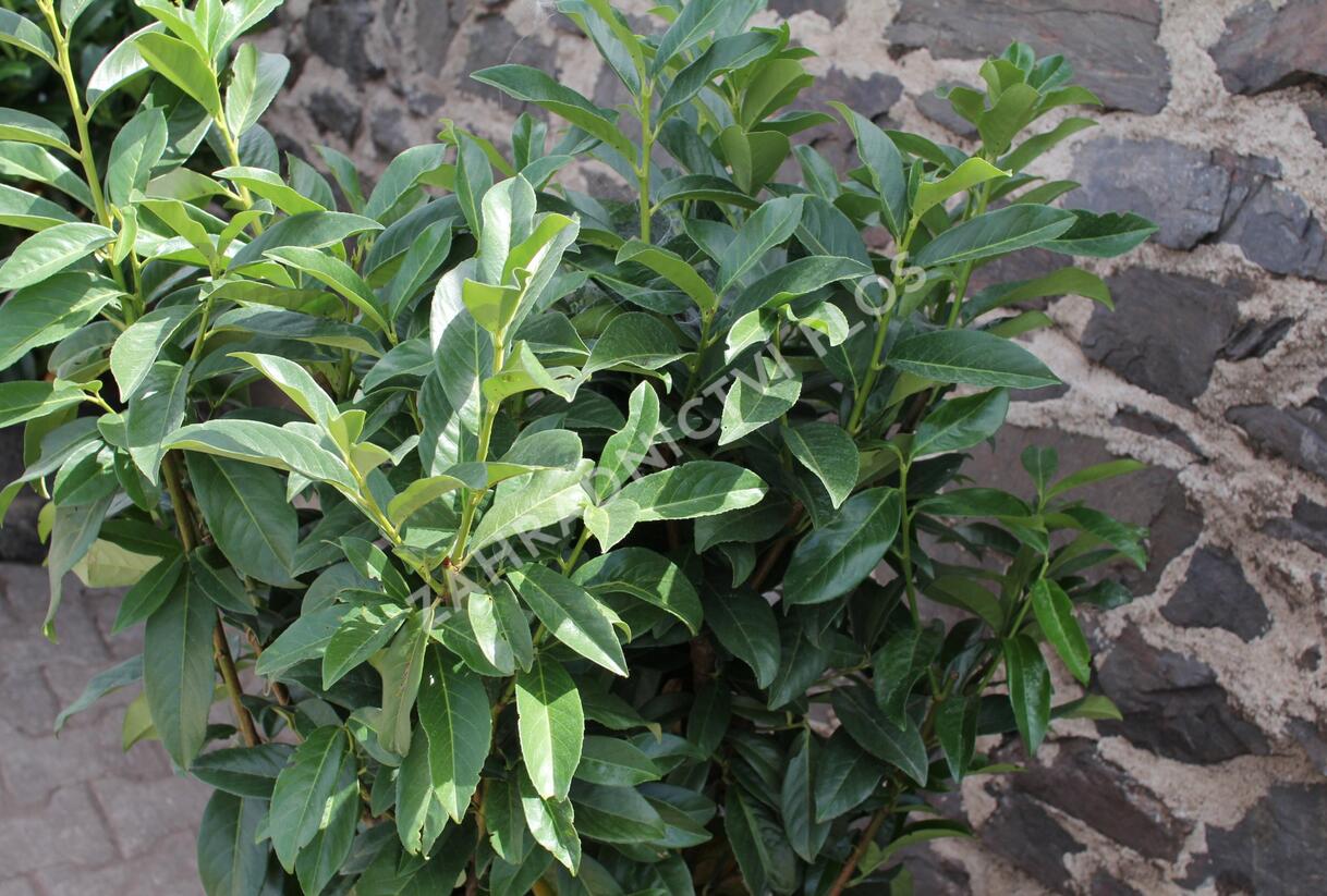 Bobkovišeň lékařská 'Genolia' ('Mariblon') - Prunus laurocerasus 'Genolia' ('Mariblon')