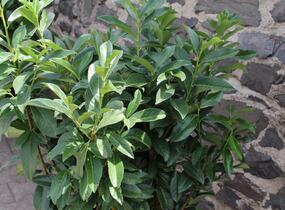 Bobkovišeň lékařská 'Genolia' ('Mariblon') - Prunus laurocerasus 'Genolia' ('Mariblon')