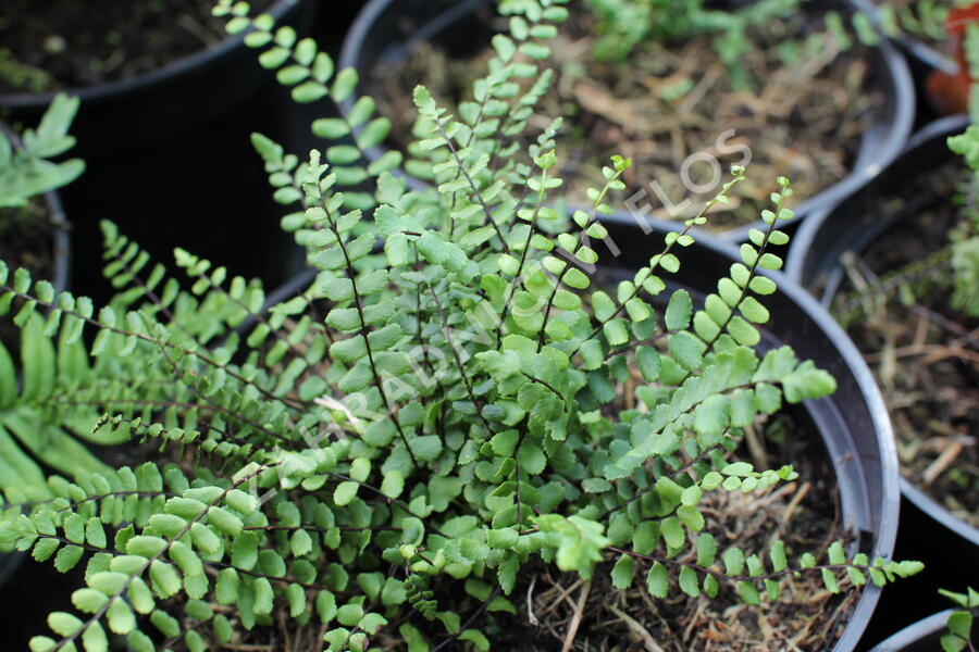 Sleziník červený - Asplenium trichomanes