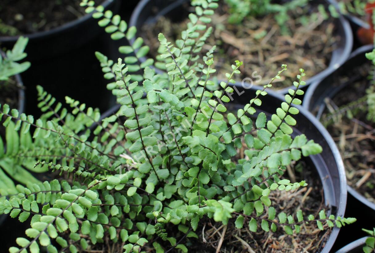 Sleziník červený - Asplenium trichomanes
