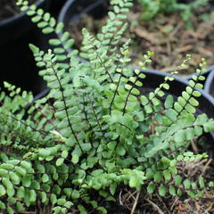 Sleziník červený - Asplenium trichomanes