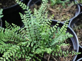 Sleziník červený - Asplenium trichomanes