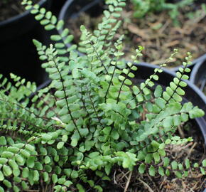 Sleziník červený - Asplenium trichomanes