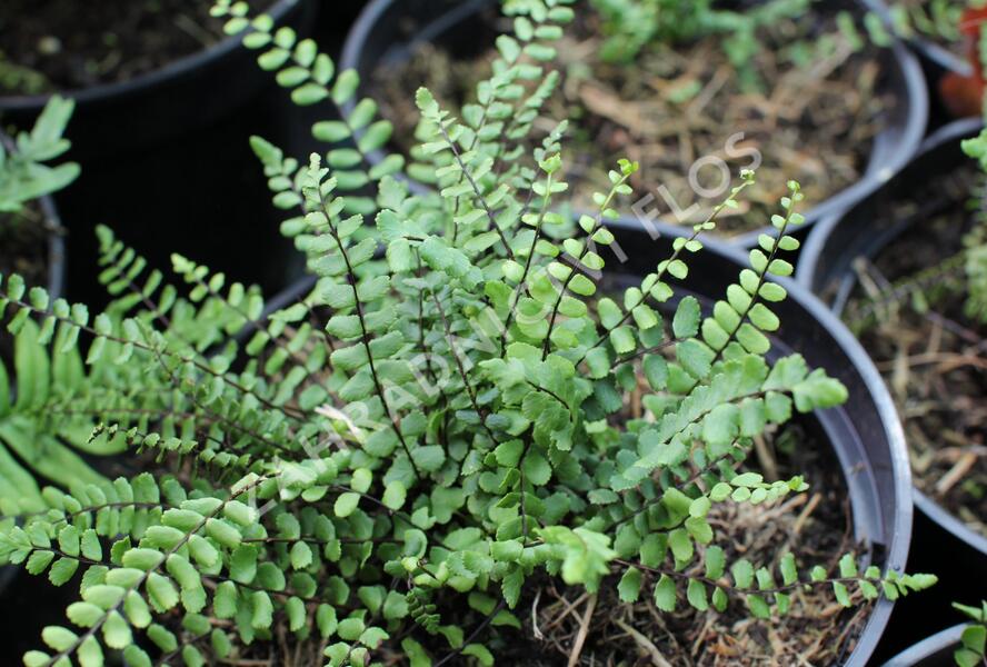 Sleziník červený - Asplenium trichomanes