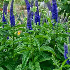 Rozrazil 'Sunny Border Blue' - Veronica hybrida 'Sunny Border Blue'