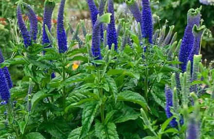 Rozrazil přisedlý 'Sunny Border Blue' - Veronica subsessilis 'Sunny Border Blue'