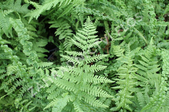 Papratka samičí 'Frizelliae' - Athyrium filix-femina 'Frizelliae'