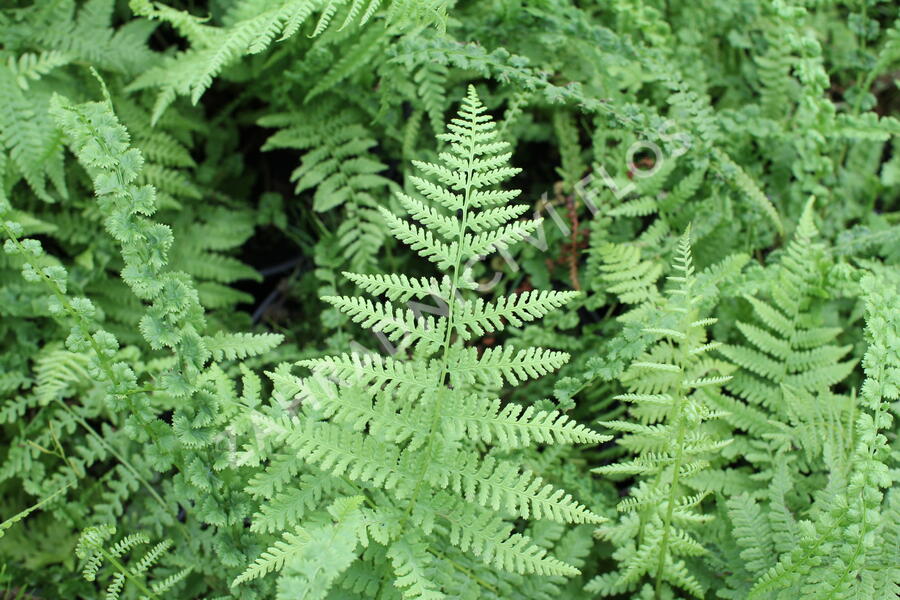 Papratka samičí 'Frizelliae' - Athyrium filix-femina 'Frizelliae'