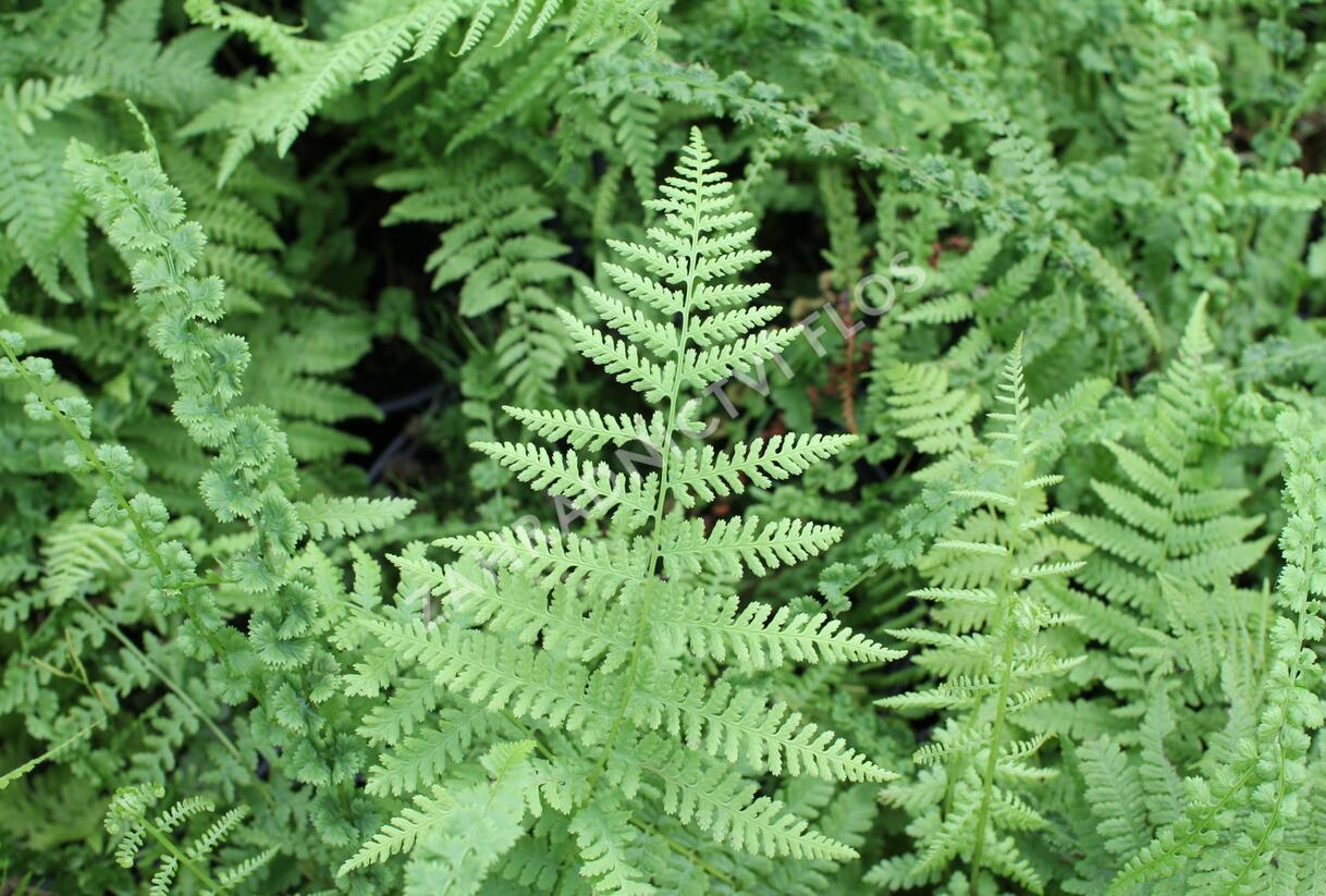 Papratka samičí 'Frizelliae' - Athyrium filix-femina 'Frizelliae'