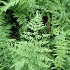 Papratka samičí 'Frizelliae' - Athyrium filix-femina 'Frizelliae'