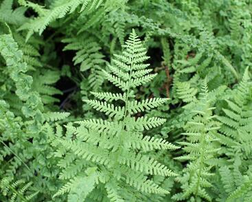 Papratka samičí 'Frizelliae'