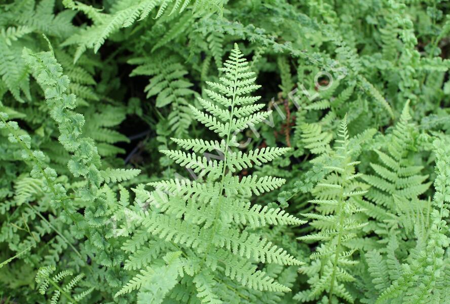 Papratka samičí 'Frizelliae' - Athyrium filix-femina 'Frizelliae'