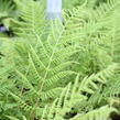 Papratka samičí 'Vernoniae' - Athyrium filix-femina 'Vernoniae'