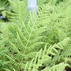 Papratka samičí 'Vernoniae' - Athyrium filix-femina 'Vernoniae'