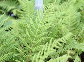 Papratka samičí 'Vernoniae' - Athyrium filix-femina 'Vernoniae'