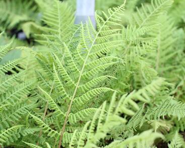 Papratka samičí 'Vernoniae'
