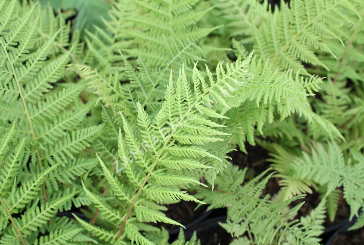 Papratka samičí 'Vernoniae' - Athyrium filix-femina 'Vernoniae'