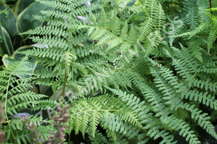 Papratka samičí 'Rotstiel' - Athyrium filix-femina 'Rotstiel'
