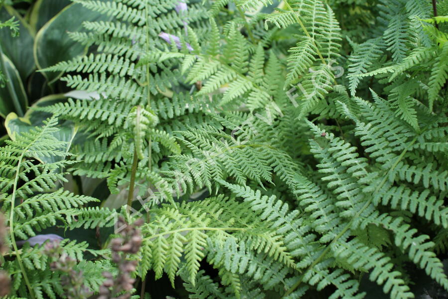 Papratka samičí 'Rotstiel' - Athyrium filix-femina 'Rotstiel'