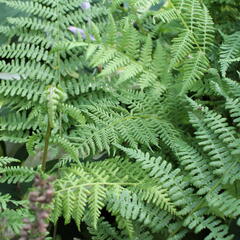 Papratka samičí 'Rotstiel' - Athyrium filix-femina 'Rotstiel'