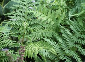 Papratka samičí 'Rotstiel' - Athyrium filix-femina 'Rotstiel'
