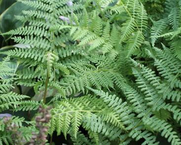 Papratka samičí 'Rotstiel'