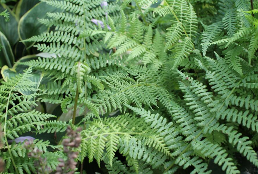 Papratka samičí 'Rotstiel' - Athyrium filix-femina 'Rotstiel'