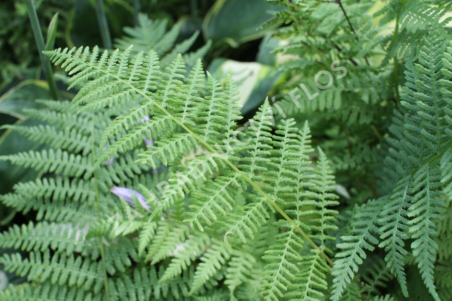 Papratka samičí 'Rotstiel' - Athyrium filix-femina 'Rotstiel'