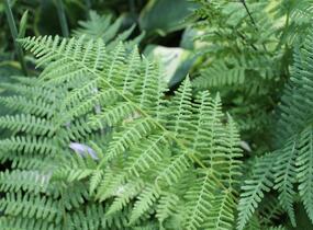 Papratka samičí 'Rotstiel' - Athyrium filix-femina 'Rotstiel'