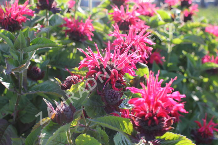 Zavinutka podvojná 'Melua Rose' - Monarda didyma 'Melua Rose'